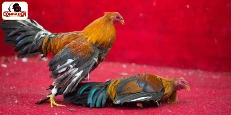 Đa dạng loại hình tại đá gà Thomo 