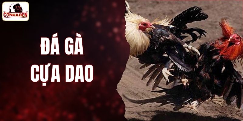 Đá Gà Cựa Dao