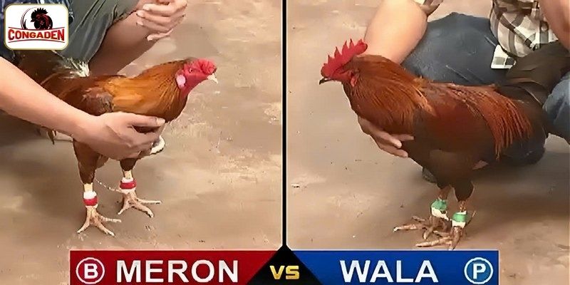 Giới thiệu khái quát diễn đàn đá gà CONGADEN
