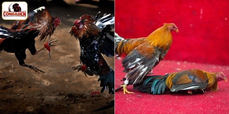 Khám phá thông tin sảnh đá gà SV368