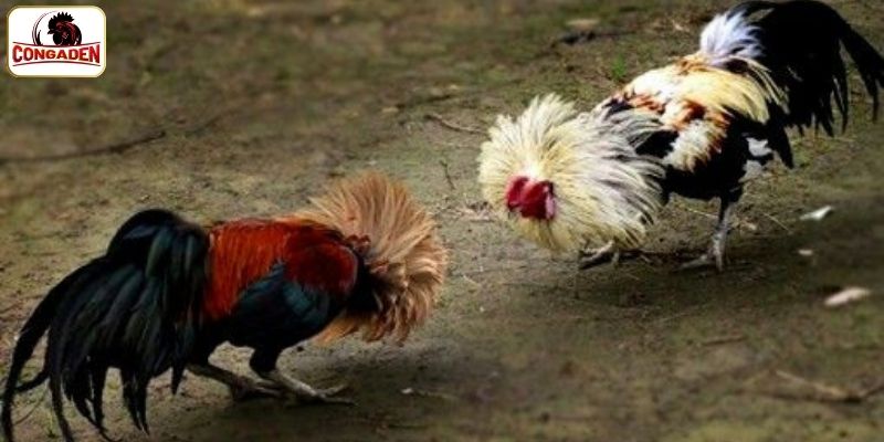 Mẹo cho người mới tham gia đá gà trực tuyến