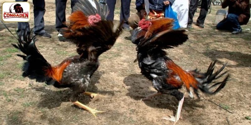 Quy trình chuẩn bị trước trận đấu chọi kê 