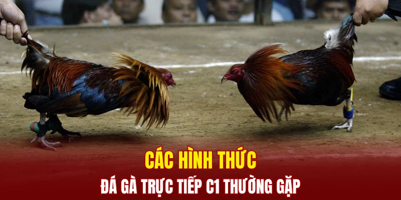 Các hình thức đá gà trực tiếp C1 thường gặp