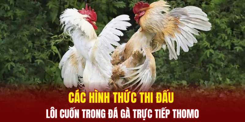 Các hình thức thi đấu lôi cuốn trong đá gà trực tiếp Thomo