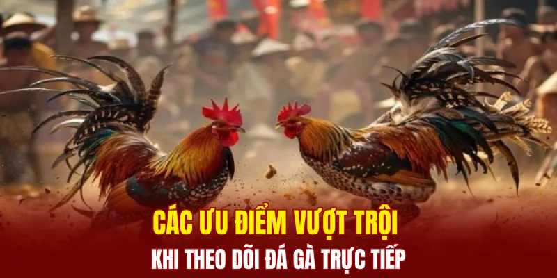 Các ưu điểm vượt trội khi theo dõi đá gà trực tiếp