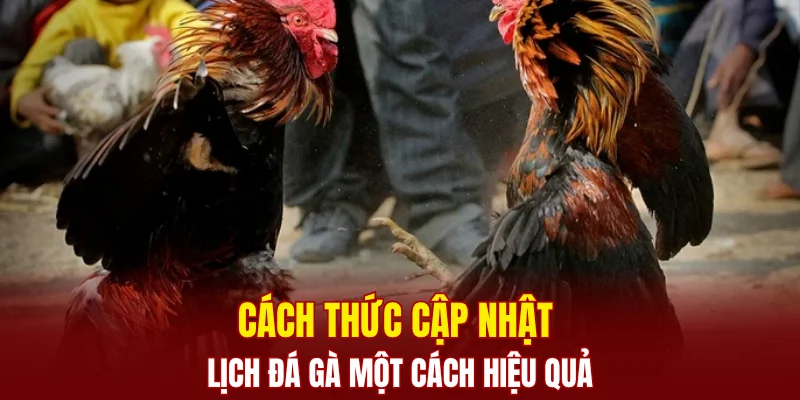 Cách thức cập nhật lịch đá gà một cách hiệu quả