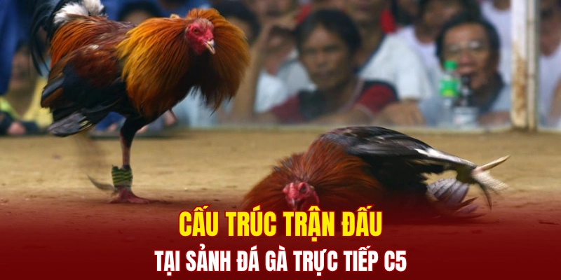Cấu trúc trận đấu tại sảnh đá gà trực tiếp C5
