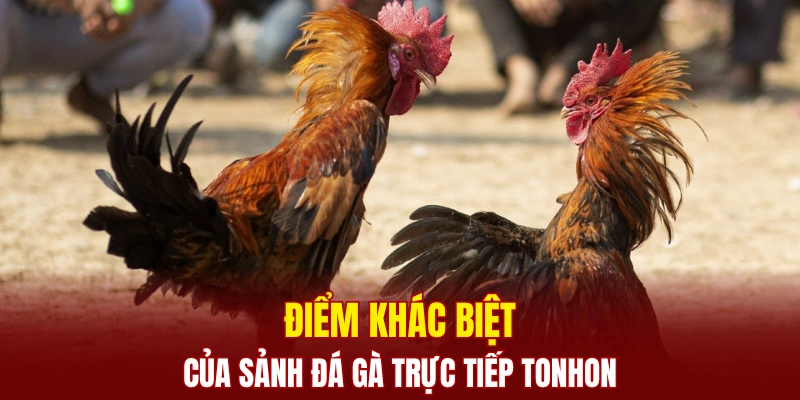 Điểm khác biệt của sảnh đá gà trực tiếp TONHON
