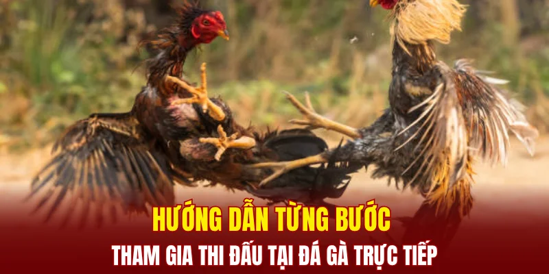 Hướng dẫn từng bước tham gia thi đấu tại đá gà trực tiếp