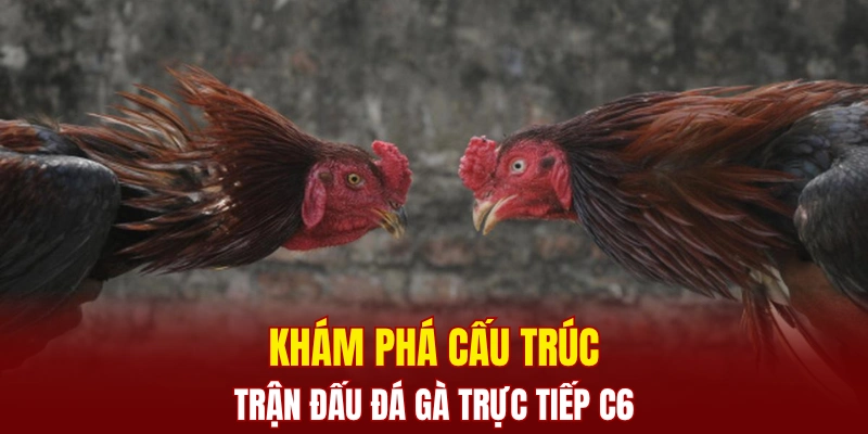 Khám phá cấu trúc trận đấu đá gà trực tiếp C6