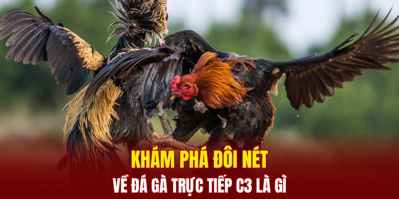 Khám phá đôi nét về đá gà trực tiếp C3 là gì