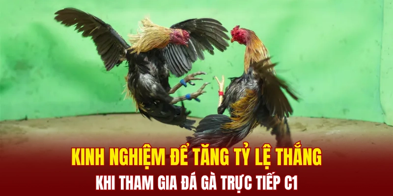 Kinh nghiệm để tăng tỷ lệ thắng khi tham gia đá gà trực tiếp C1