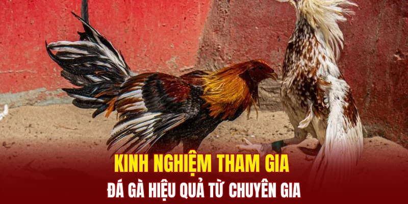 Kinh nghiệm tham gia đá gà hiệu quả từ chuyên gia