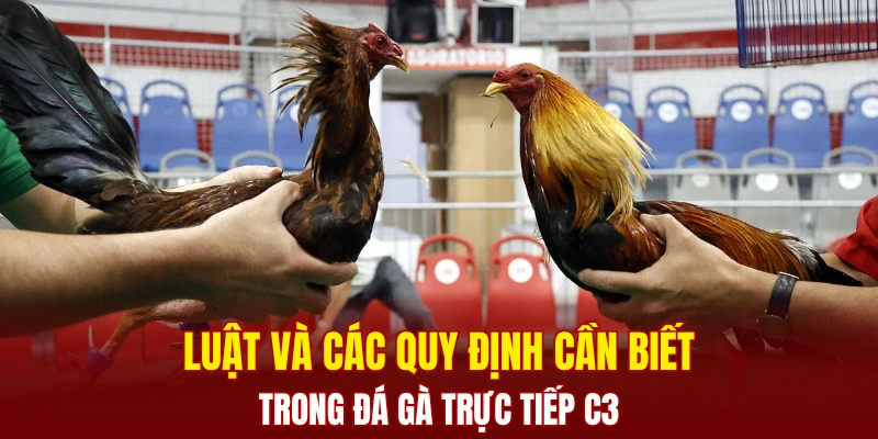 Luật và các quy định cần biết trong đá gà trực tiếp C3