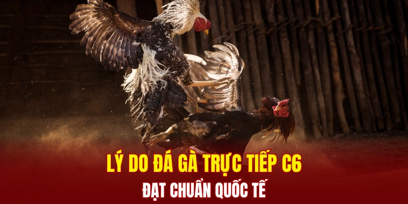 Lý do đá gà trực tiếp C6 đạt chuẩn quốc tế