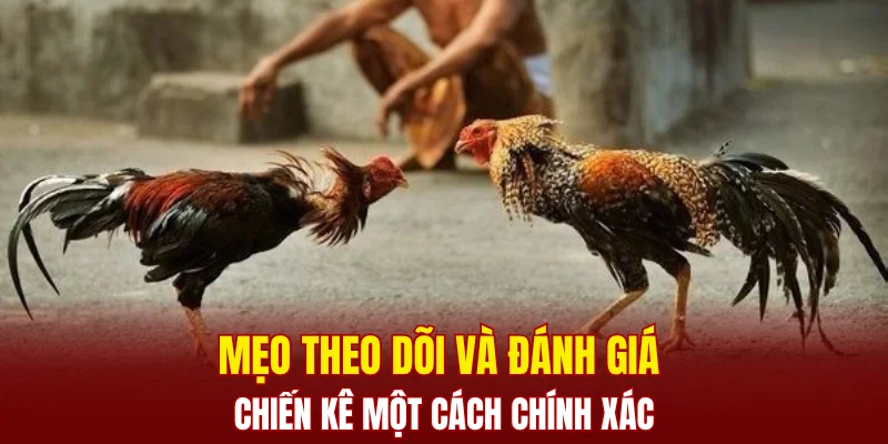 Mẹo theo dõi và đánh giá chiến kê một cách chính xác