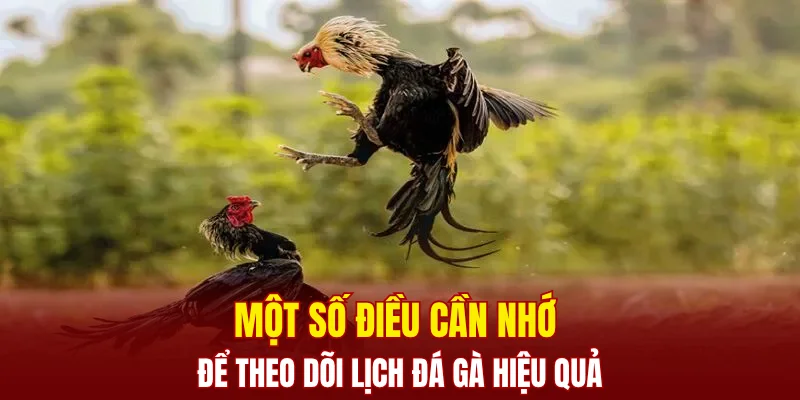 Một số điều cần nhớ để theo dõi lịch đá gà hiệu quả