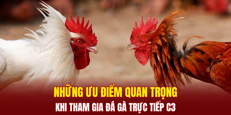 Những ưu điểm quan trọng khi tham gia đá gà trực tiếp C3