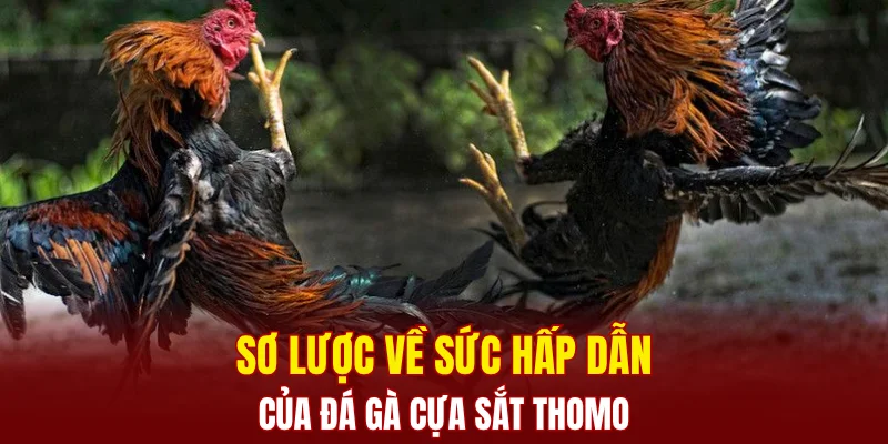 Sơ lược về sức hấp dẫn của đá gà cựa sắt thomo