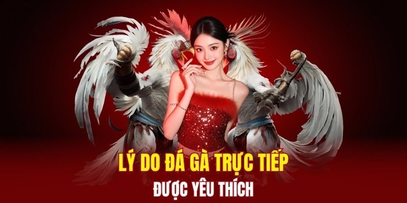 Tại sao Đá Gà Trực Tiếp được nhiều người yêu thích