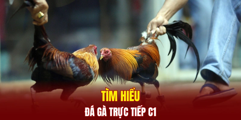 Tìm hiểu đá gà trực tiếp C1
