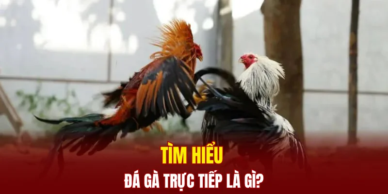 Tìm hiểu đá gà trực tiếp là gì?