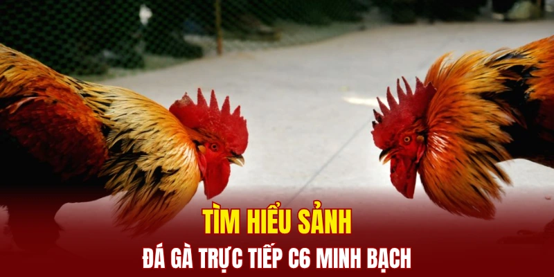 Tìm hiểu sảnh đá gà trực tiếp C6 minh bạch
