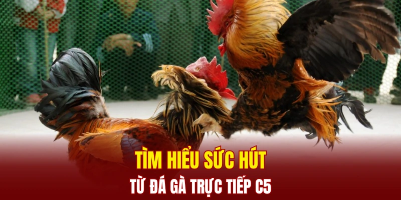 Tìm hiểu sức hút từ đá gà trực tiếp C5
