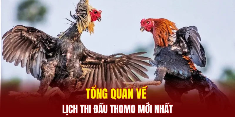 Tổng quan về lịch thi đấu Thomo mới nhất