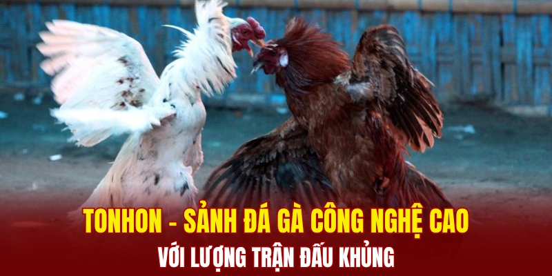 TONHON - Sảnh đá gà công nghệ cao với lượng trận đấu khủng