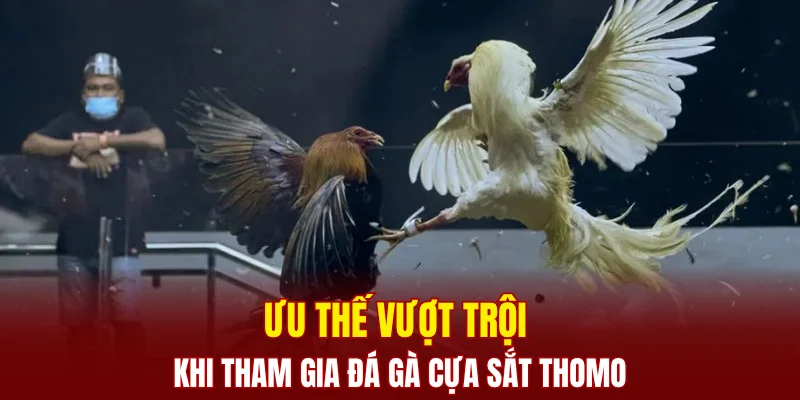 Ưu thế vượt trội khi tham gia đá gà cựa sắt thomo