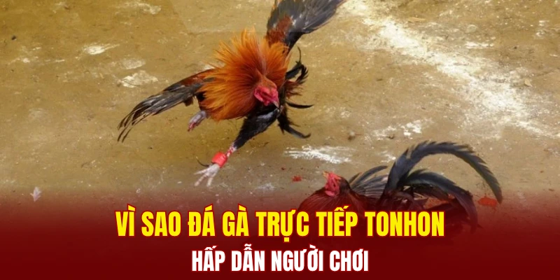 Vì sao đá gà trực tiếp TONHON hấp dẫn người chơi